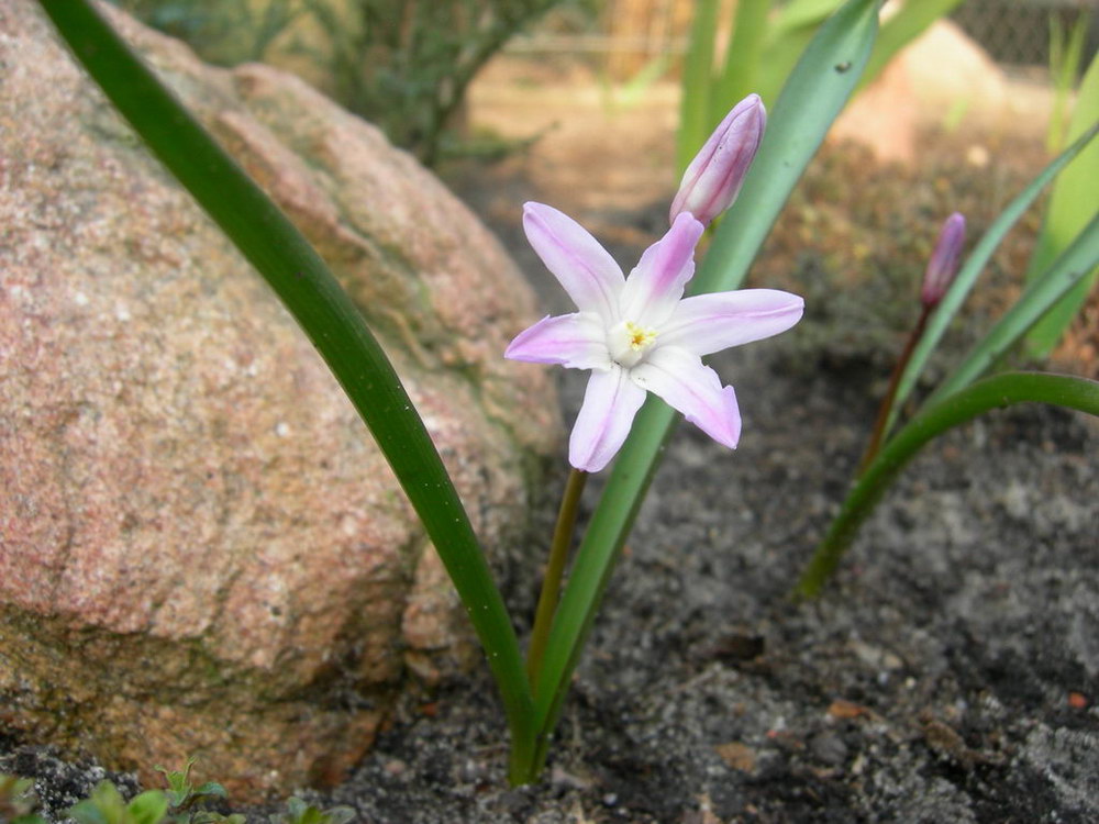 Image of Chionodoxa luciliae var. rosea specimen.