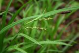 Carex pilosa