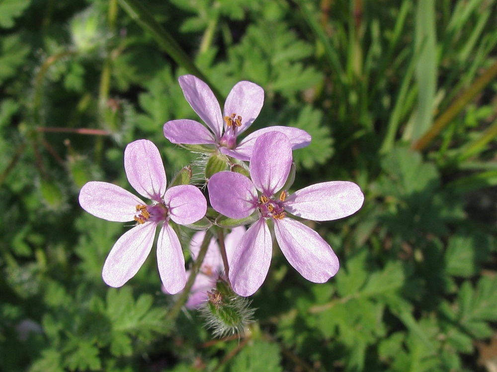 Image of Erodium cicutarium specimen.