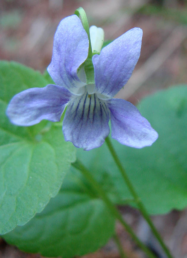 Image of Viola mauritii specimen.