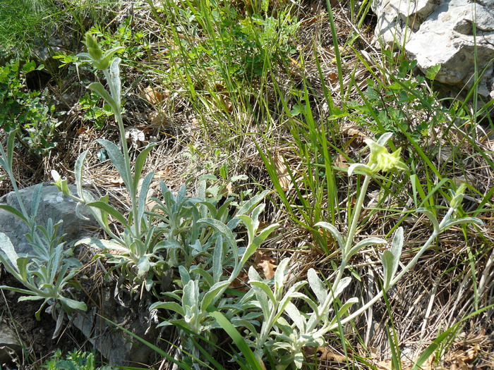 Image of Sideritis catillaris specimen.