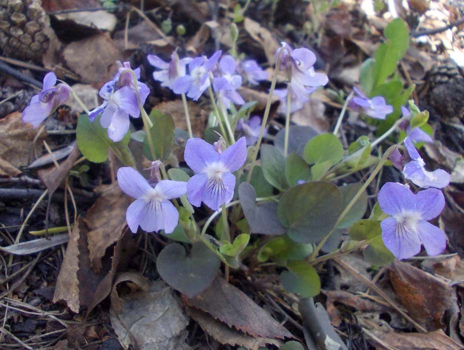 Image of Viola rupestris specimen.