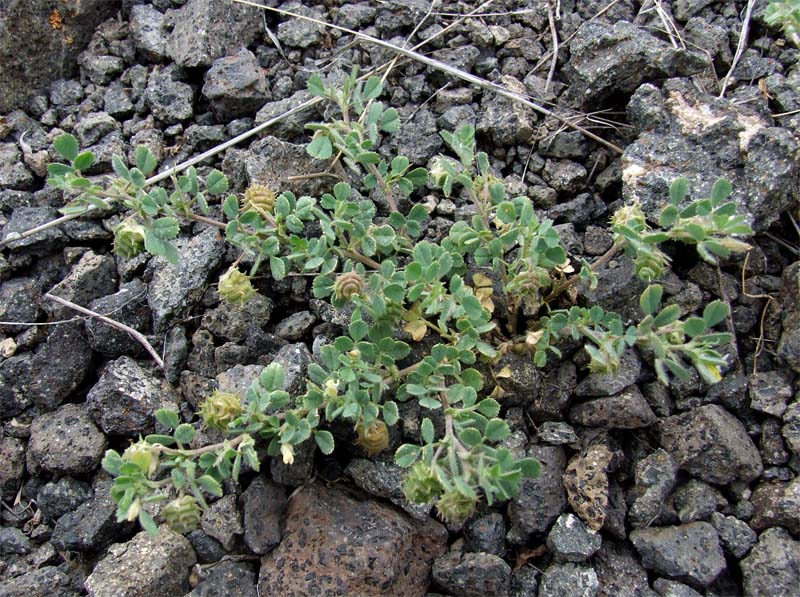 Image of Medicago rigidula specimen.