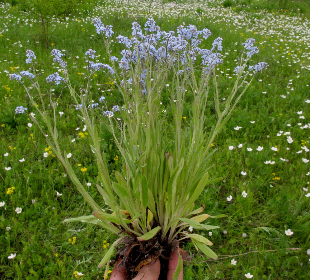 Image of genus Myosotis specimen.