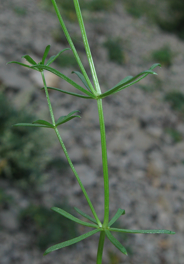 Изображение особи Asperula cretacea.