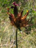 Dianthus capitatus
