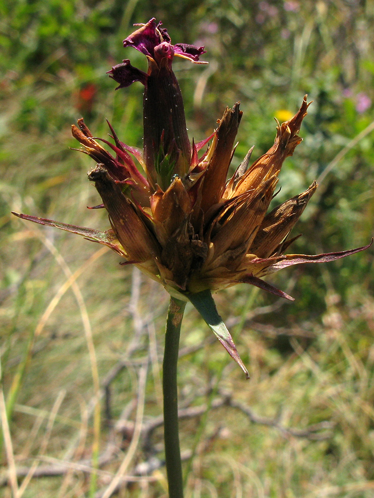 Image of Dianthus capitatus specimen.