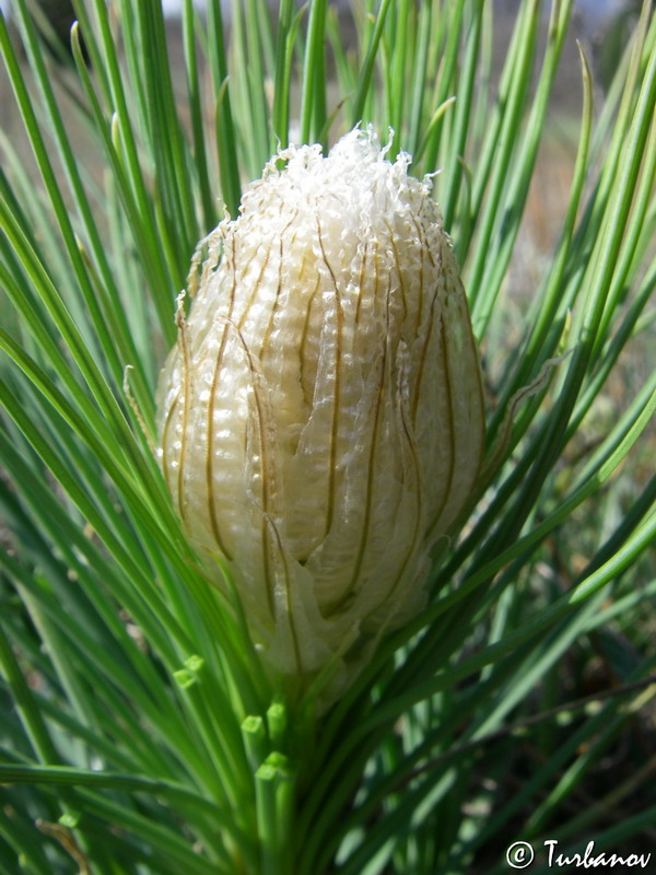 Image of Asphodeline taurica specimen.