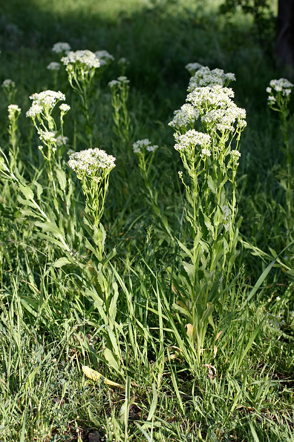 Image of Cardaria repens specimen.