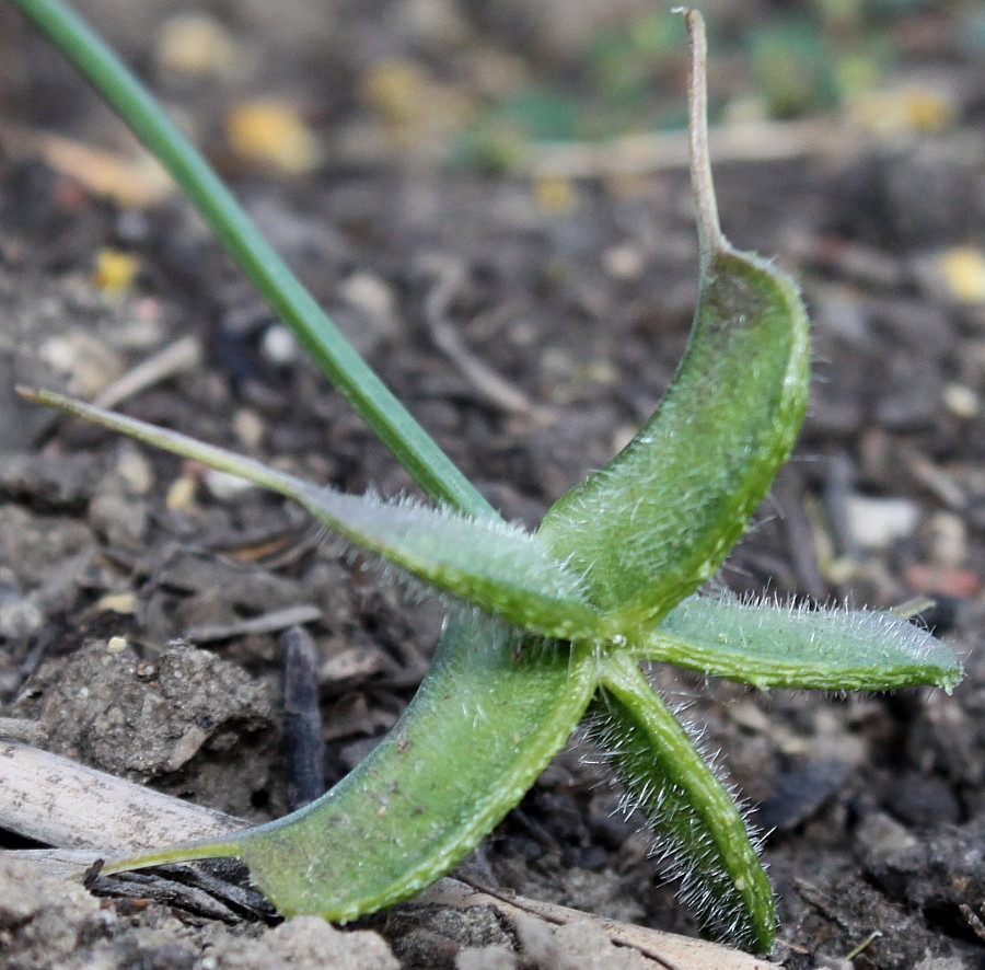 Image of Nigella ciliaris specimen.