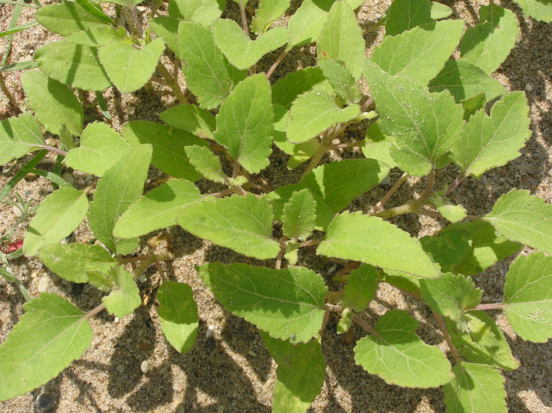 Image of Xanthium orientale specimen.