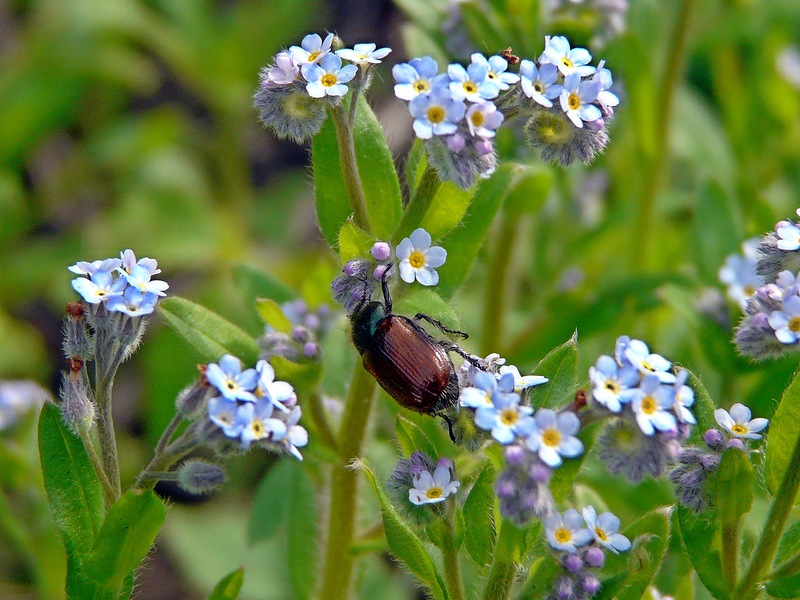 Изображение особи Myosotis arvensis.