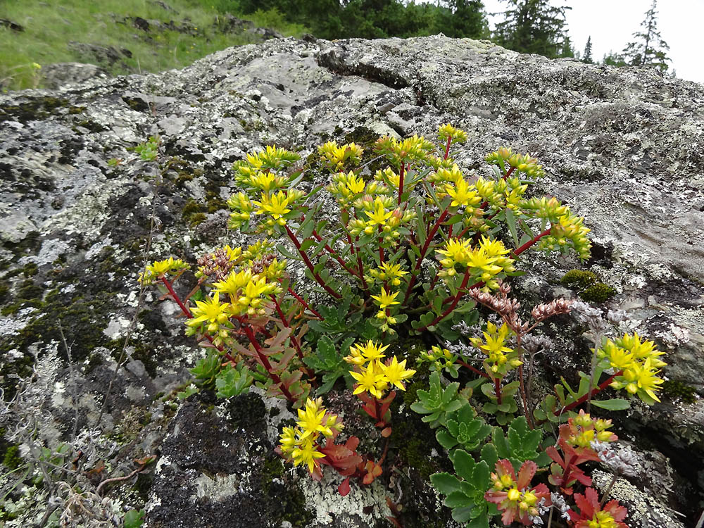 Изображение особи Aizopsis hybrida.