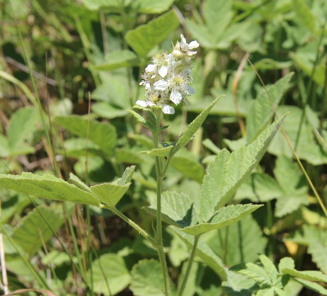 Image of Rubus canescens specimen.