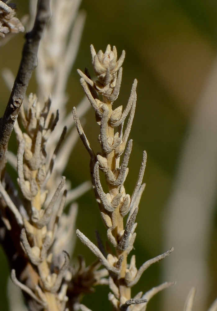 Image of Salsola vermiculata specimen.