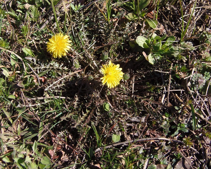 Изображение особи род Taraxacum.