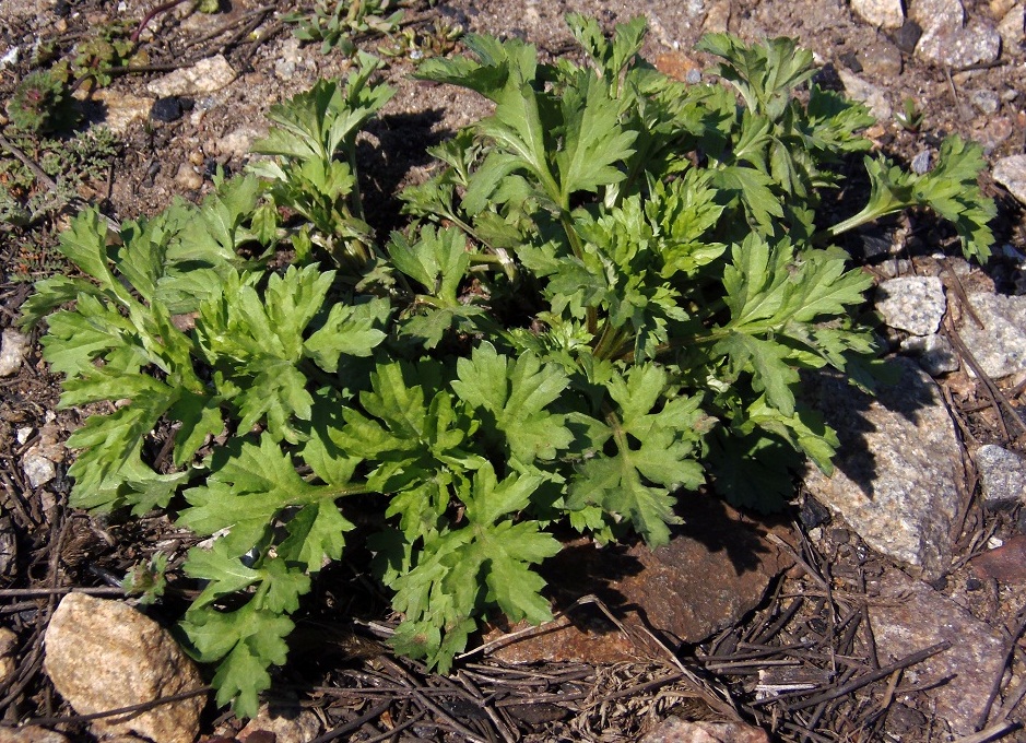 Image of Artemisia vulgaris specimen.