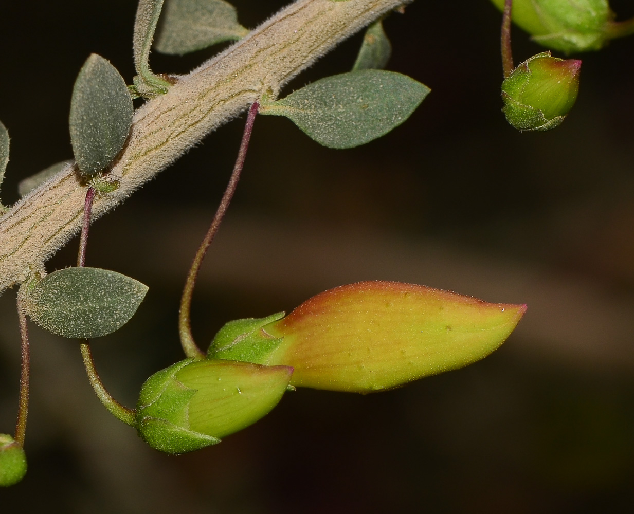 Image of Eremophila laanii specimen.