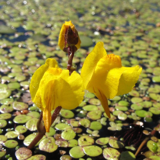 Image of Utricularia vulgaris specimen.