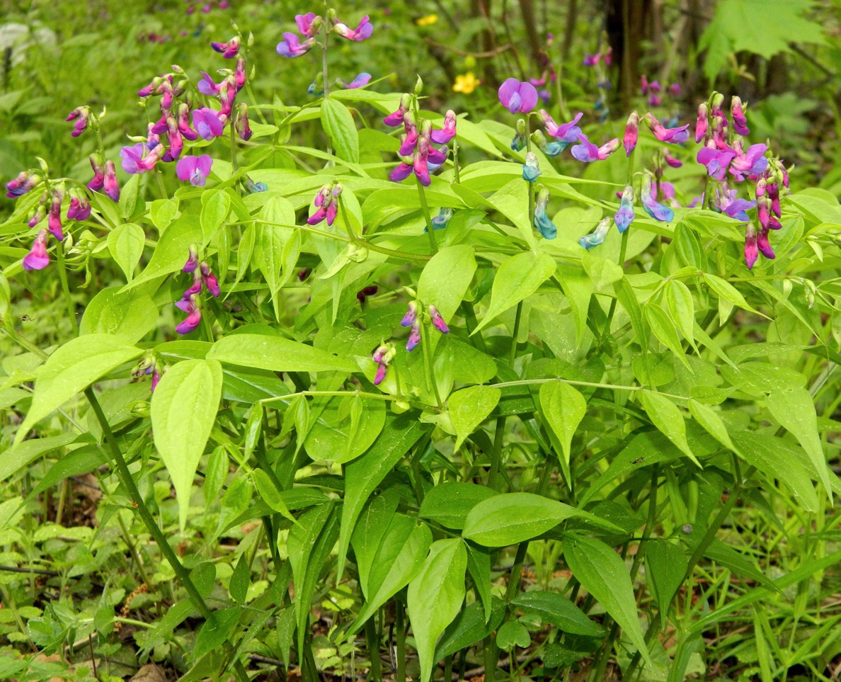 Image of Lathyrus vernus specimen.