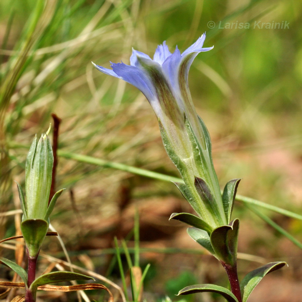 Image of Gentiana zollingeri specimen.