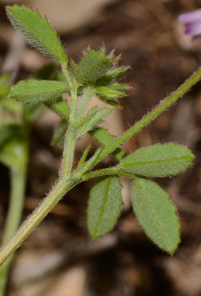 Image of Trigonella lilacina specimen.