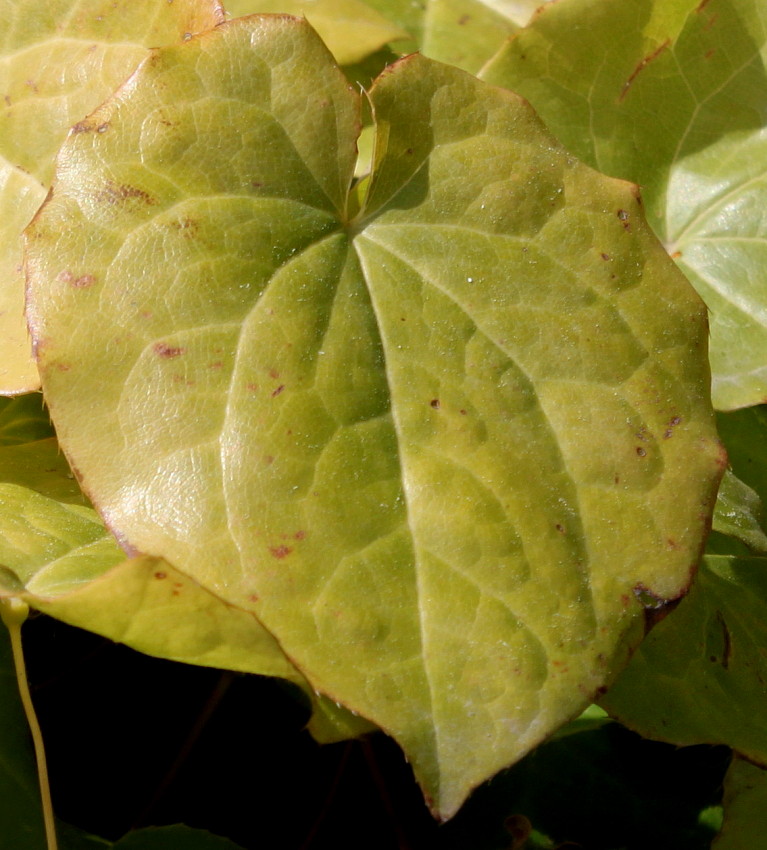 Изображение особи Epimedium &times; perralchicum.