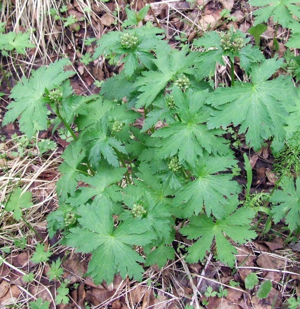 Изображение особи Geranium sylvaticum.