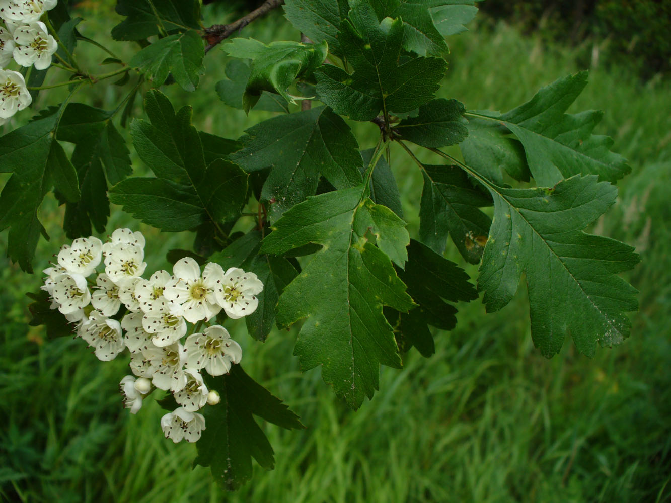 Image of genus Crataegus specimen.