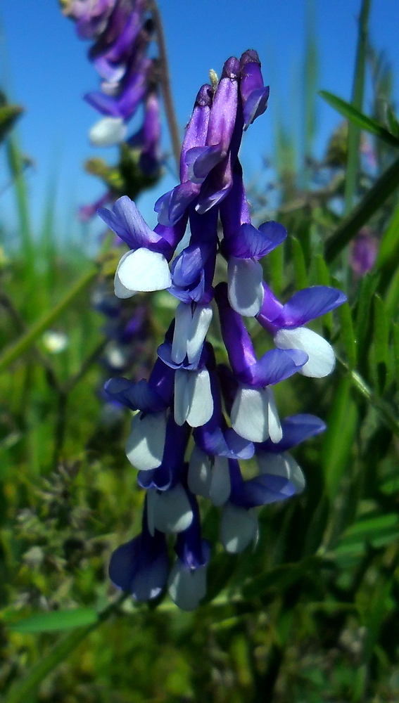 Image of Vicia villosa specimen.