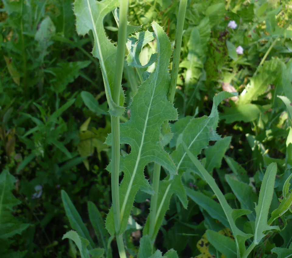 Image of Sonchus arvensis ssp. uliginosus specimen.