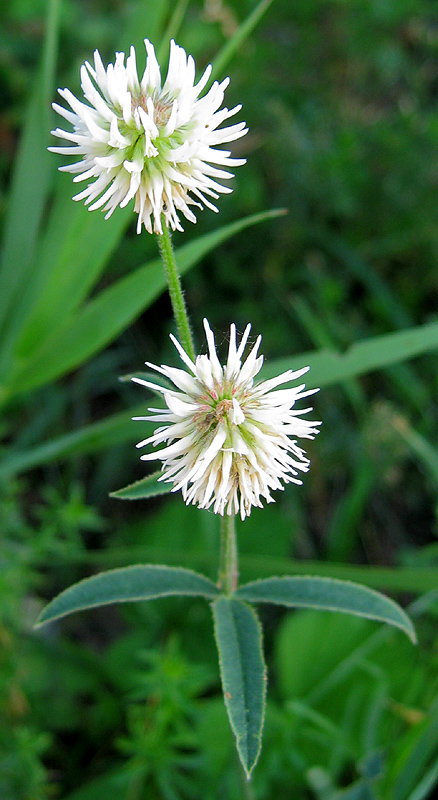 Image of Trifolium montanum specimen.