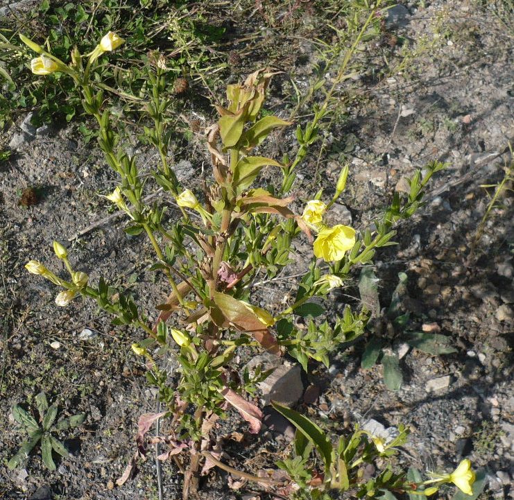 Изображение особи Oenothera biennis.