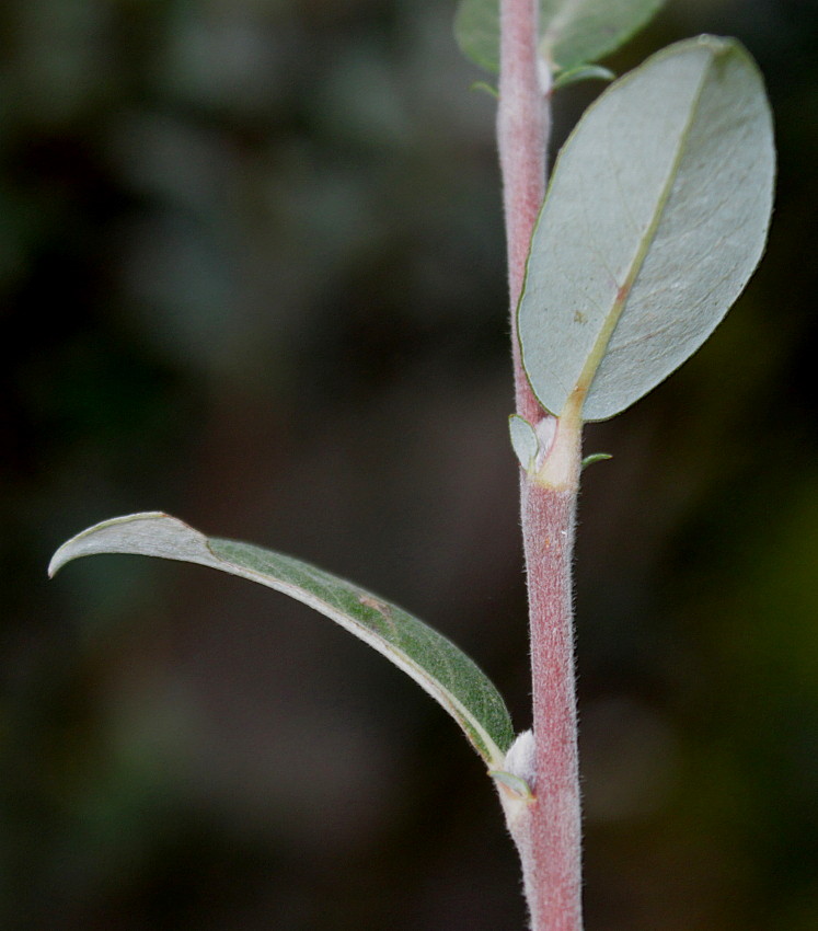 Image of genus Salix specimen.