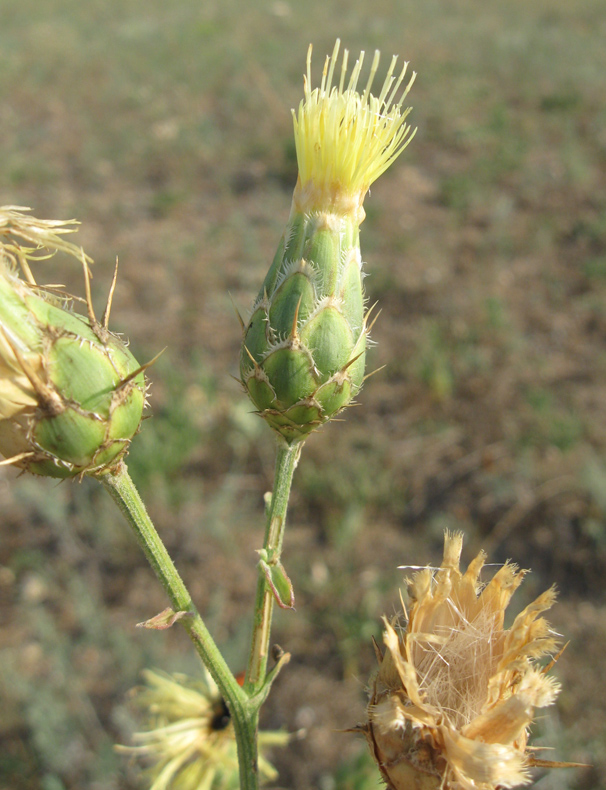 Image of Centaurea salonitana specimen.