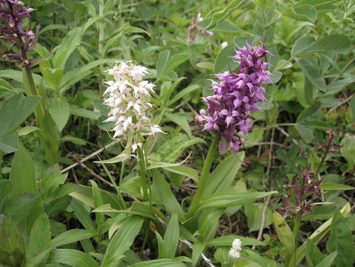 Изображение особи Dactylorhiza aristata.