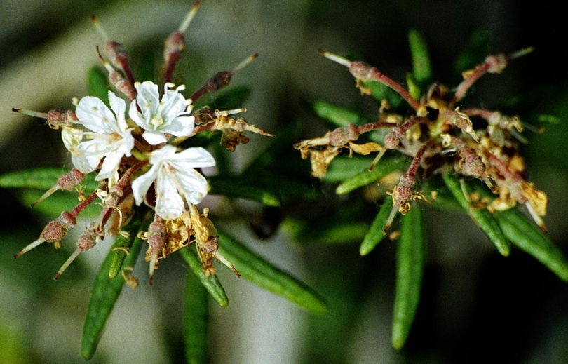 Image of Ledum palustre specimen.