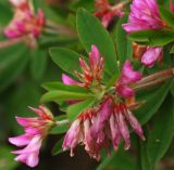 Trifolium pacificum