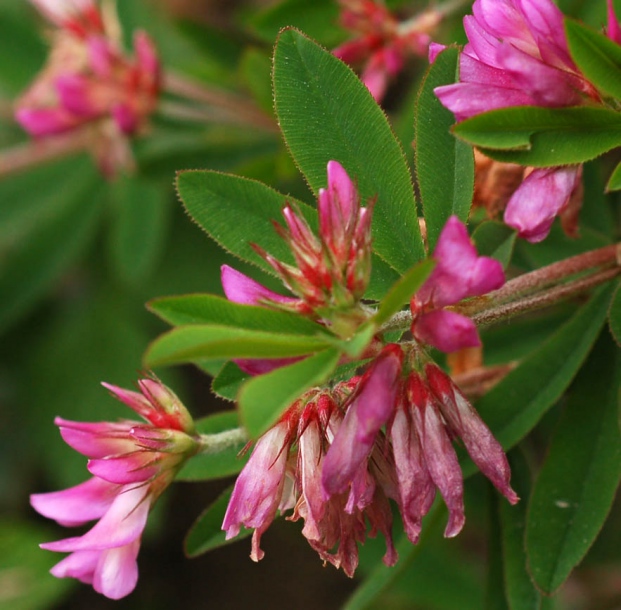 Image of Trifolium pacificum specimen.