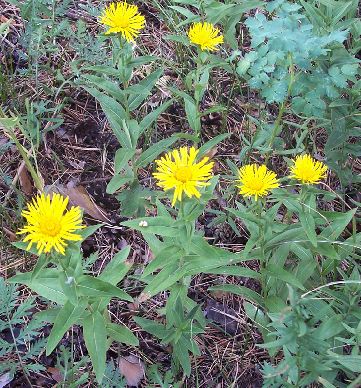 Image of Inula britannica specimen.