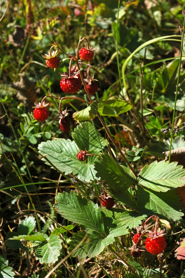 Изображение особи Fragaria vesca.