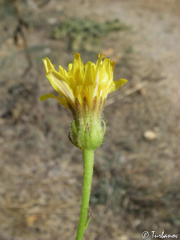 Изображение особи род Crepis.