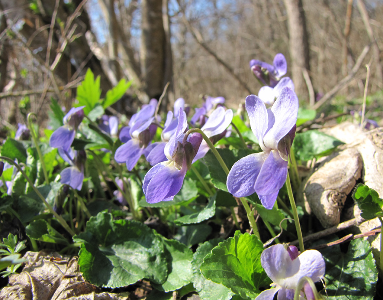 Image of genus Viola specimen.