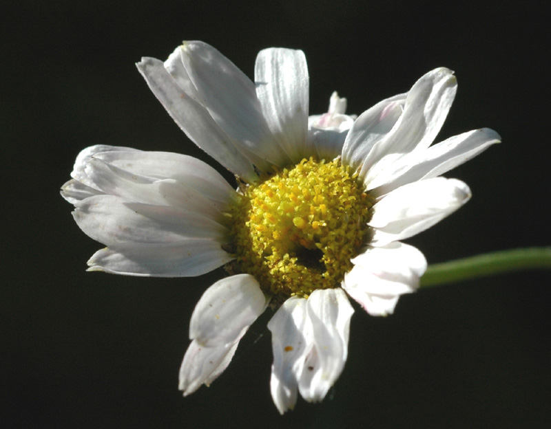 Image of genus Anthemis specimen.