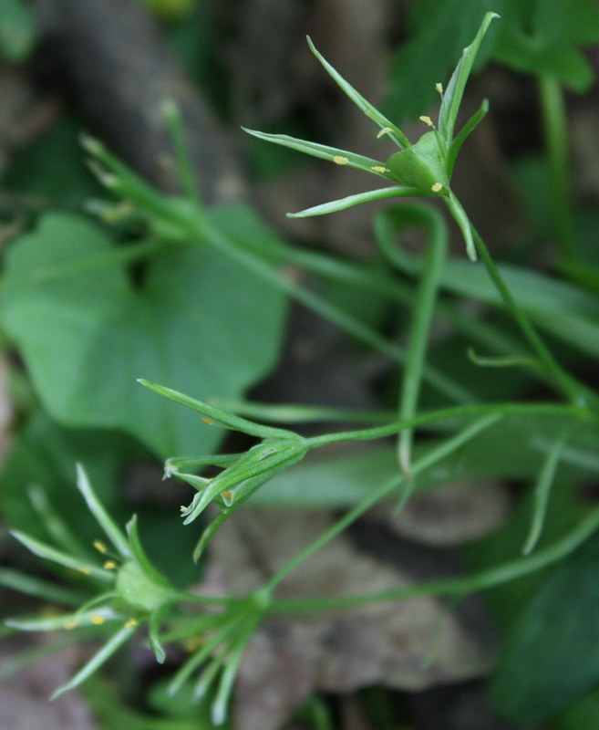 Изображение особи Gagea lutea.