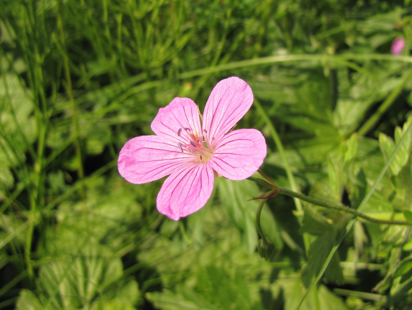 Image of Geranium collinum specimen.