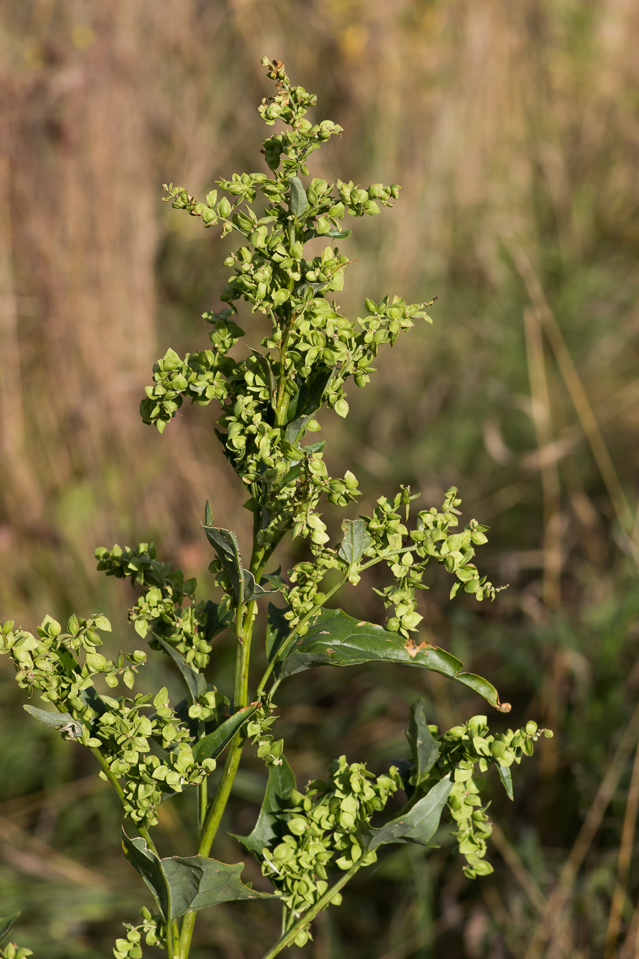 Image of Atriplex sagittata specimen.