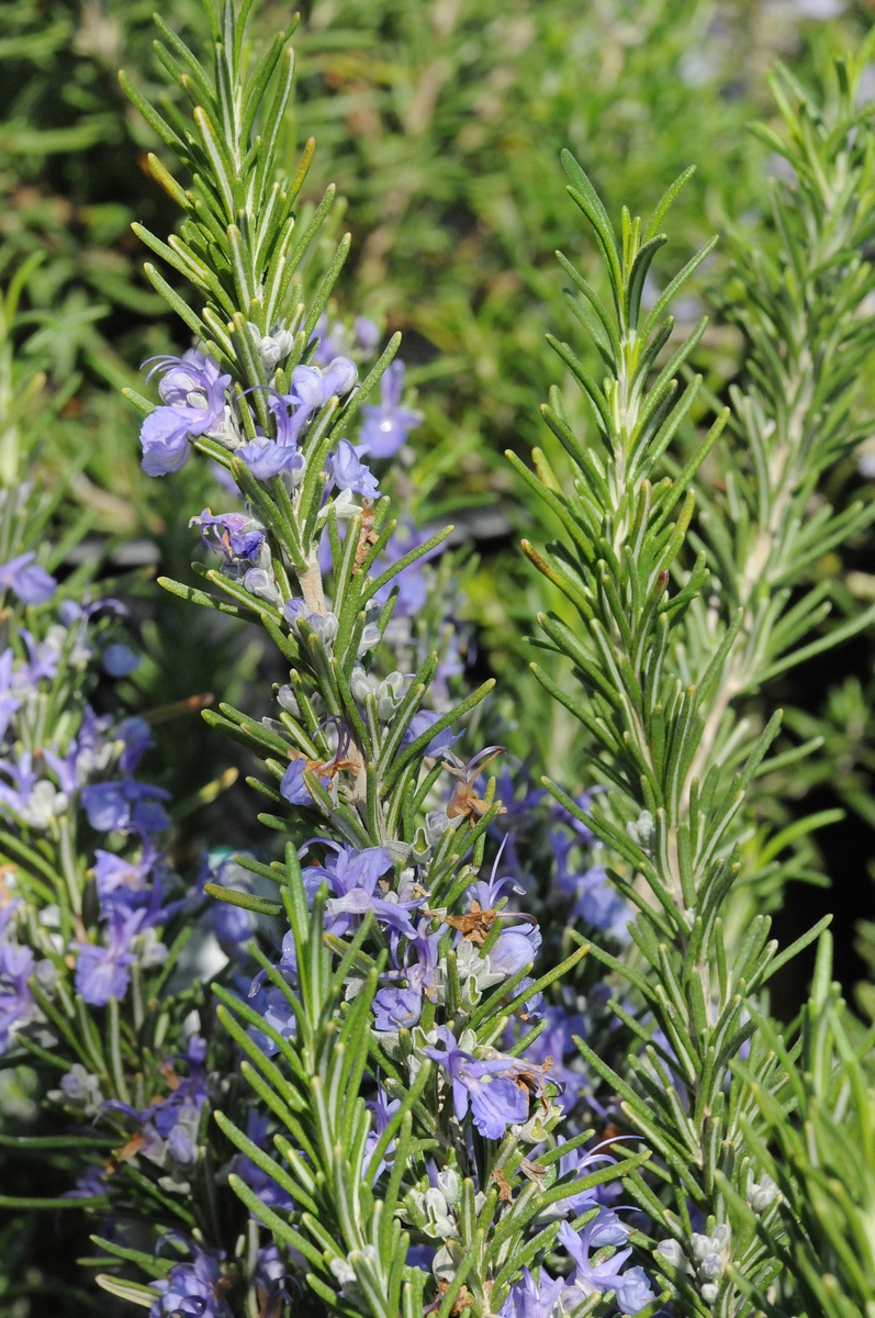 Image of Rosmarinus officinalis specimen.