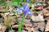 Iris uniflora. Цветущее растение в дубовом лесу. Приморский край, Уссурийский р-н. 24.05.2008.