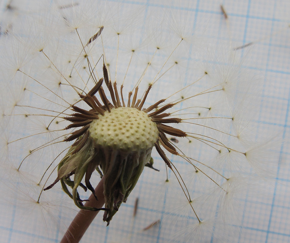 Изображение особи Taraxacum confusum.